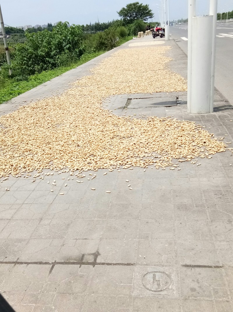 花生（新鲜红米花生现货）