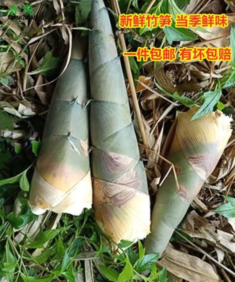 广西金秀麻竹笋大头笋，大量供应，可日供两万斤，产地直销