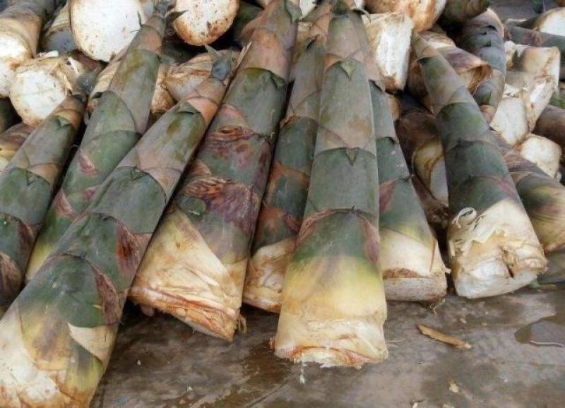 广西金秀麻竹笋大头笋，大量供应，可日供两万斤，产地直销