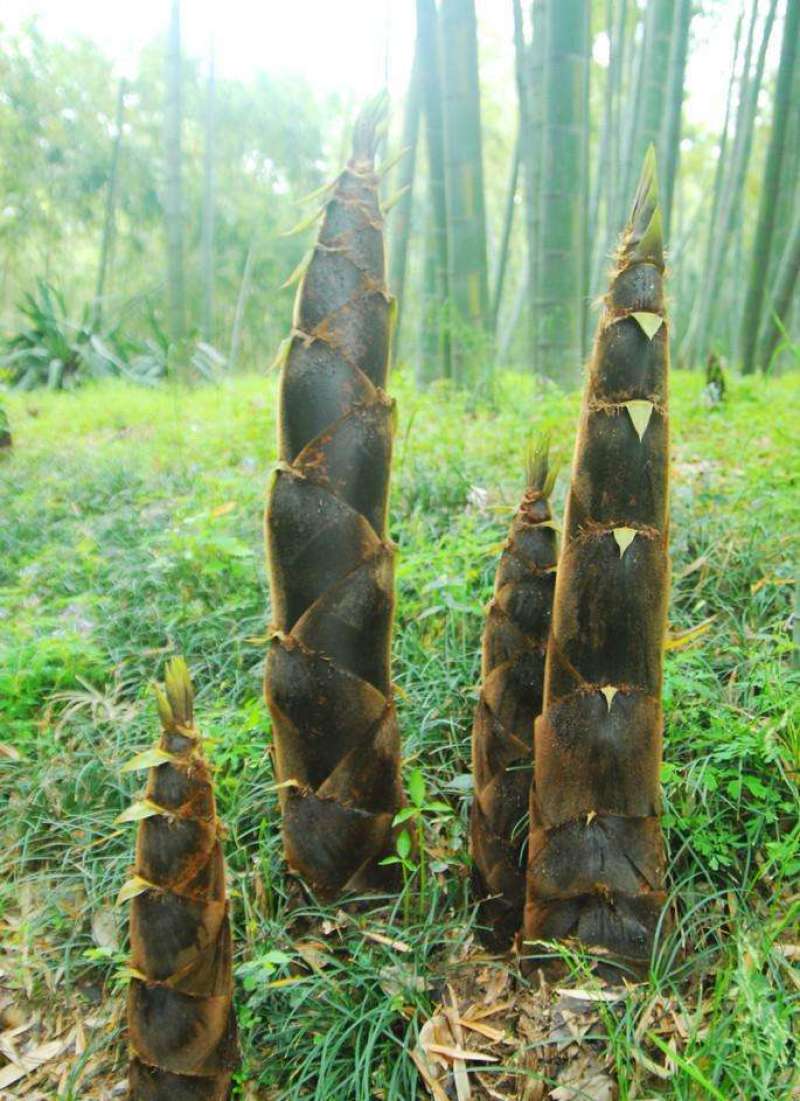 广西金秀麻竹笋大头笋，大量供应，可日供两万斤，产地直销