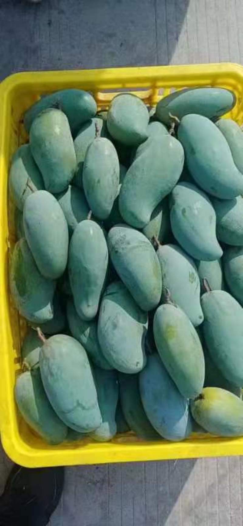 百色芒果之乡，桂七，大面积种植，一手货源，可视频看货，