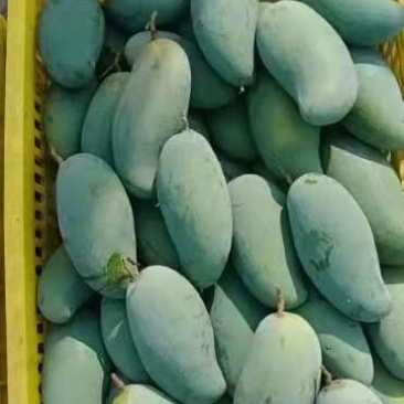 百色芒果之乡，桂七，大面积种植，一手货源，可视频看货，