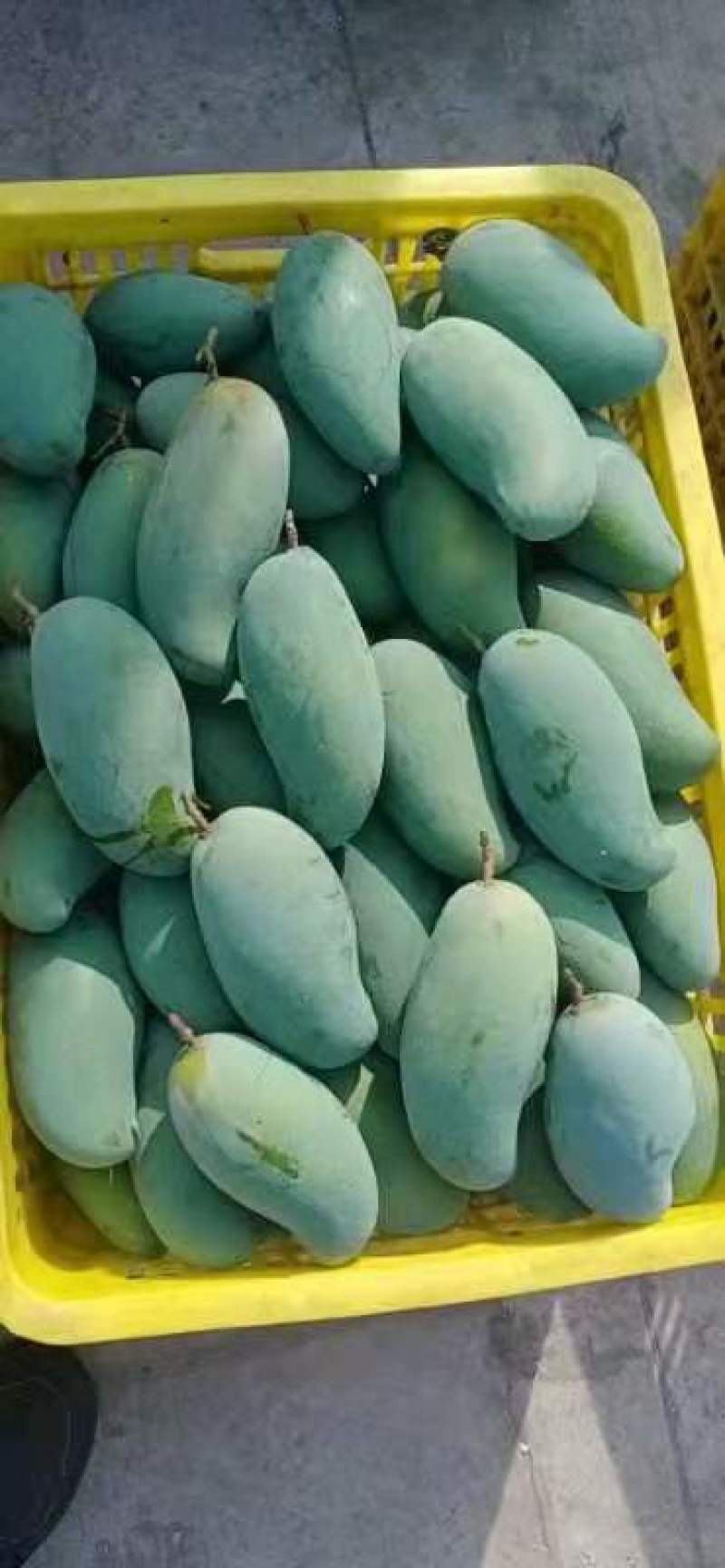 百色芒果之乡，桂七，大面积种植，一手货源，可视频看货，