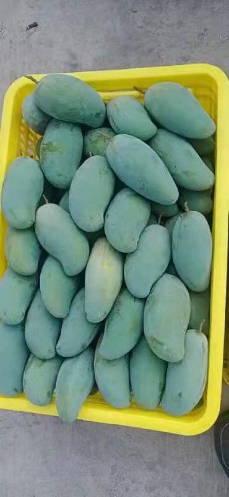 百色芒果之乡，桂七，大面积种植，一手货源，可视频看货，