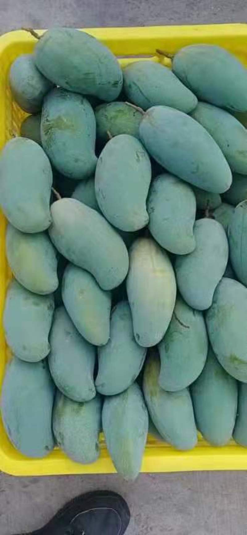 百色芒果之乡，桂七，大面积种植，一手货源，可视频看货，