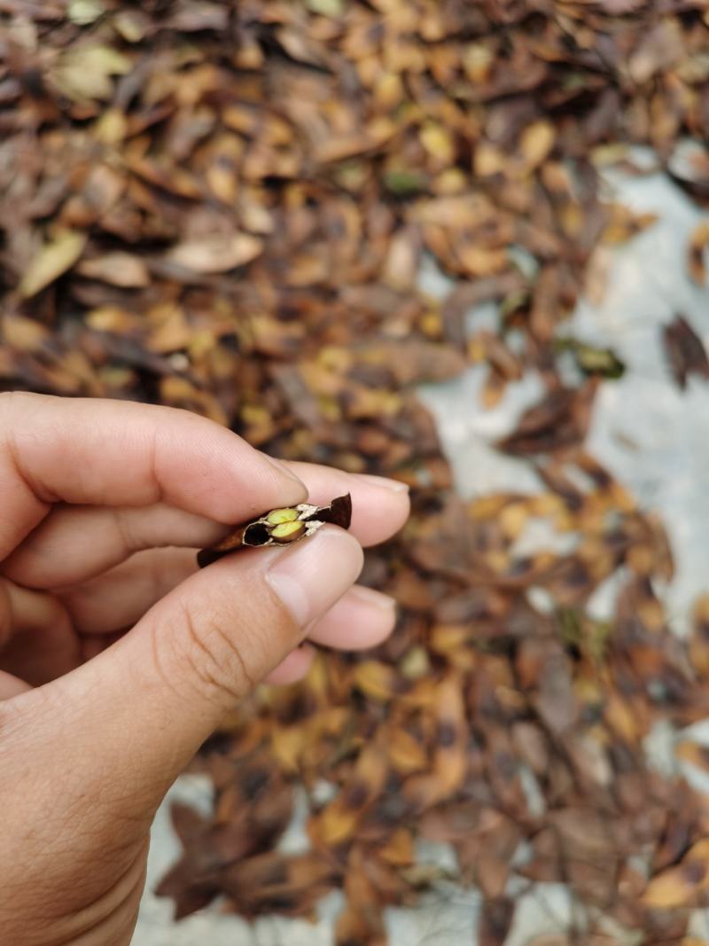正宗海南黄花梨种子批发海南产地直发质量保证
