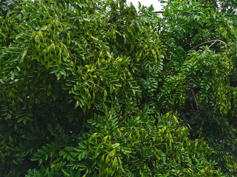 正宗海南黄花梨种子批发海南产地直发质量保证