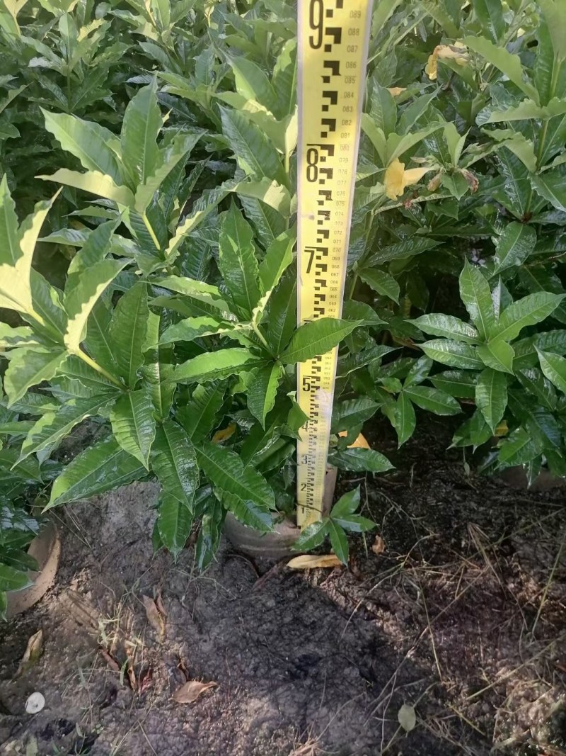硬枝黄蝉，自家种植，7斤袋布袋都有，量大价格从优…