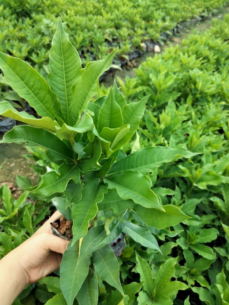 硬枝黄蝉，自家种植，7斤袋布袋都有，量大价格从优…