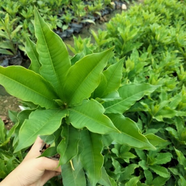 硬枝黄蝉，自家种植，7斤袋布袋都有，量大价格从优…