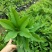 硬枝黄蝉，自家种植，7斤袋布袋都有，量大价格从优…