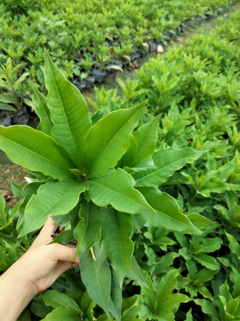 硬枝黄蝉，自家种植，7斤袋布袋都有，量大价格从优…