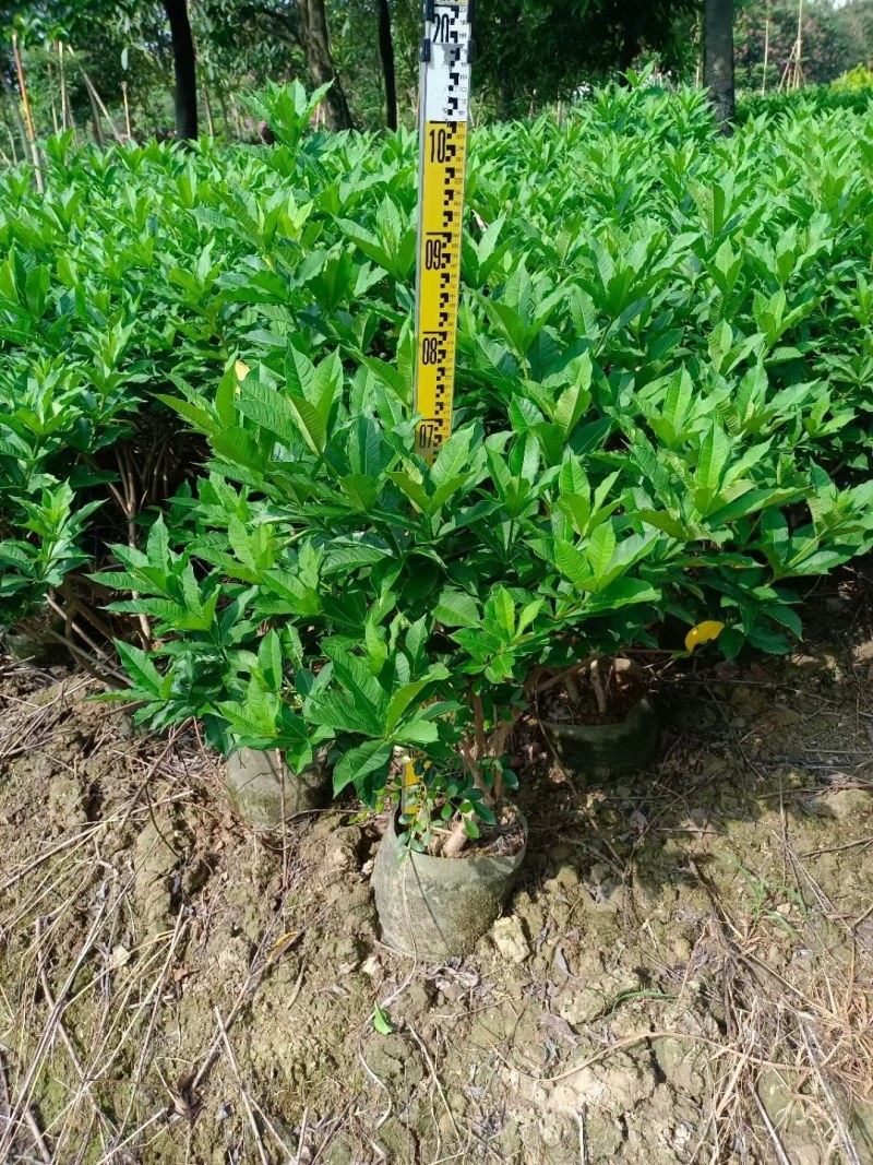 硬枝黄蝉，自家种植，7斤袋布袋都有，量大价格从优…