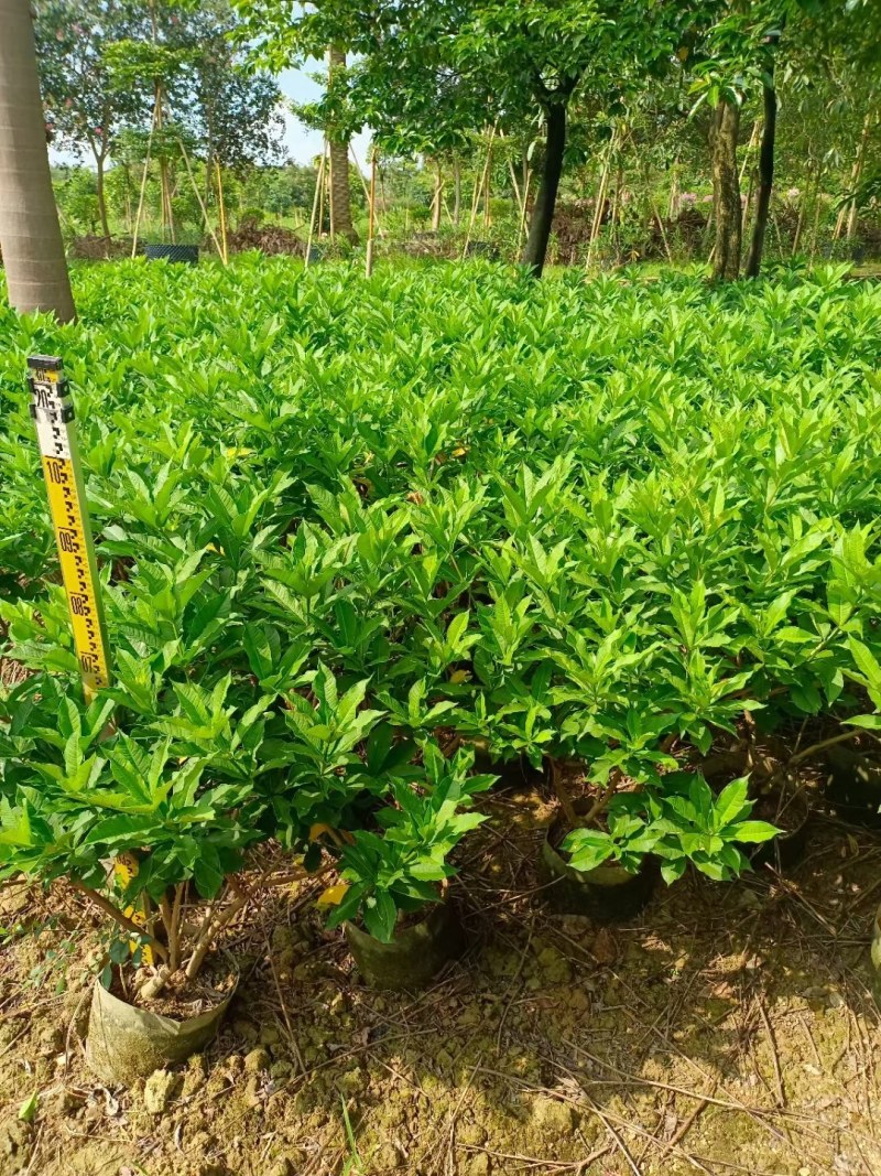 硬枝黄蝉，自家种植，7斤袋布袋都有，量大价格从优…