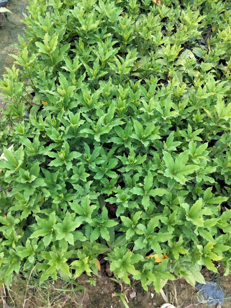 硬枝黄蝉，自家种植，7斤袋布袋都有，量大价格从优…