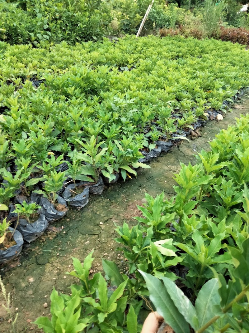 硬枝黄蝉，自家种植，7斤袋布袋都有，量大价格从优…