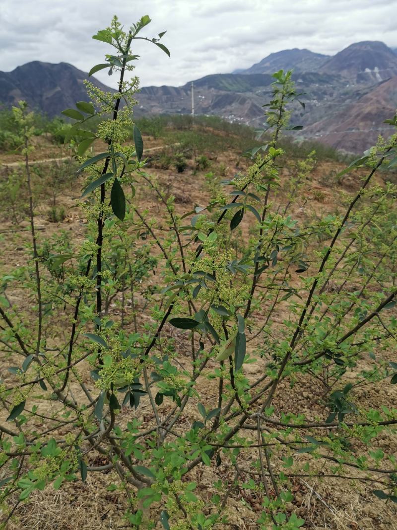 青花椒苗高产高抗寒抗锈病新品种青花椒改良嫁接苗