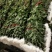 广州菊花，清明黄，白菊花鲜切花基地直销现釆现卖质量保证