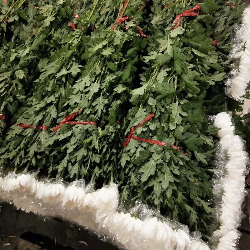 广州菊花，清明黄，白菊花鲜切花基地直销现釆现卖质量保证