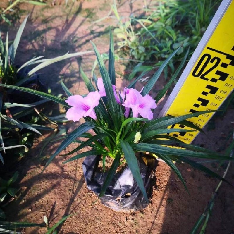 粉花翠芦莉，色泽鲜艳，品质保障，自家产地种植。价格超优惠