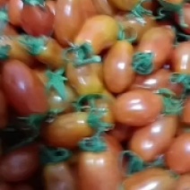 蓝莓，409小柿子