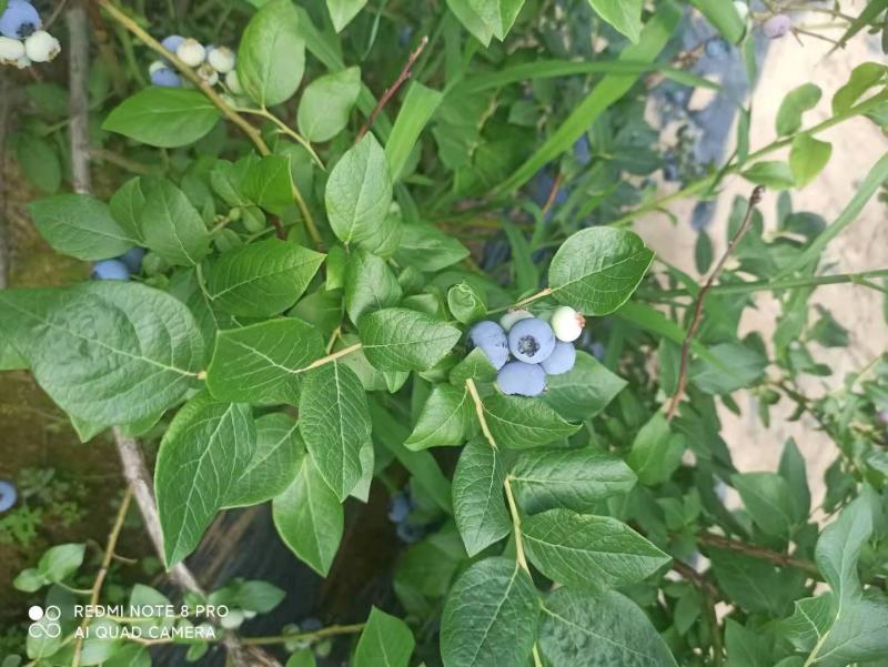 蓝莓，409小柿子