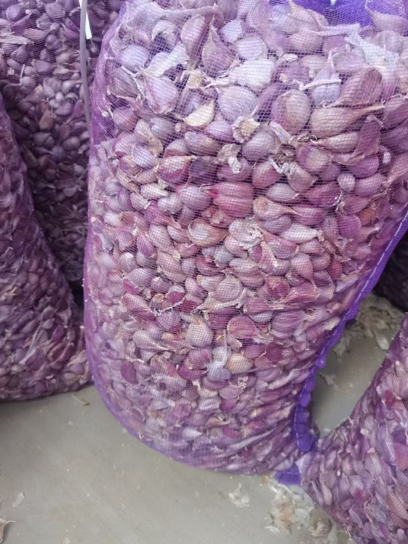 徐州丰县精品川蒜头，精品川蒜瓣，精品独头蒜，杂交蒜