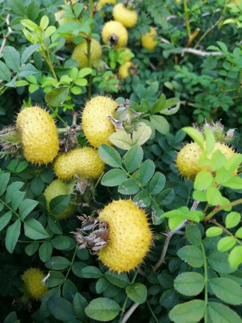 快要到采购季节