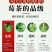 莓茶直销