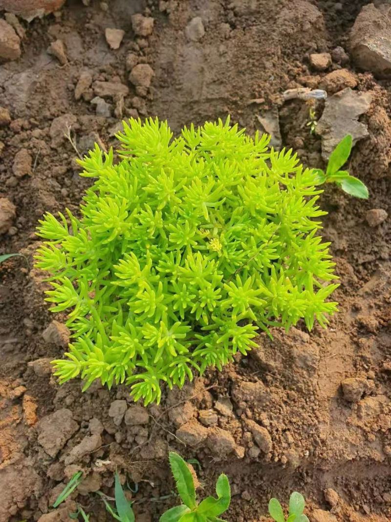 黄金条，基地直销，大量供应，可实地看货，一手货源。