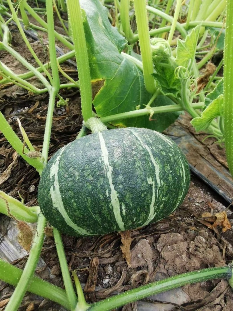 新野县联赢蔬菜基地大量供应板栗南瓜现已大量上市