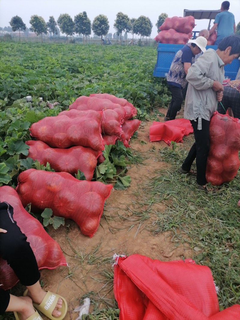 新野县联赢蔬菜基地大量供应板栗南瓜现已大量上市