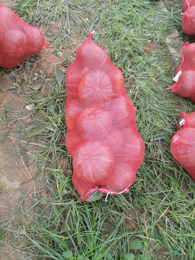 新野县联赢蔬菜基地大量供应板栗南瓜现已大量上市