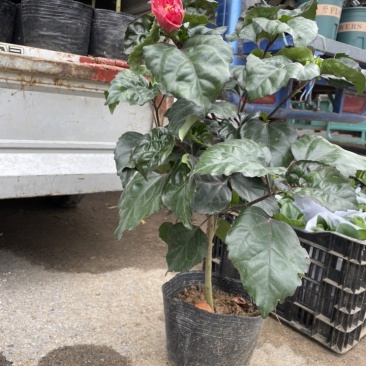 芙蓉牡丹