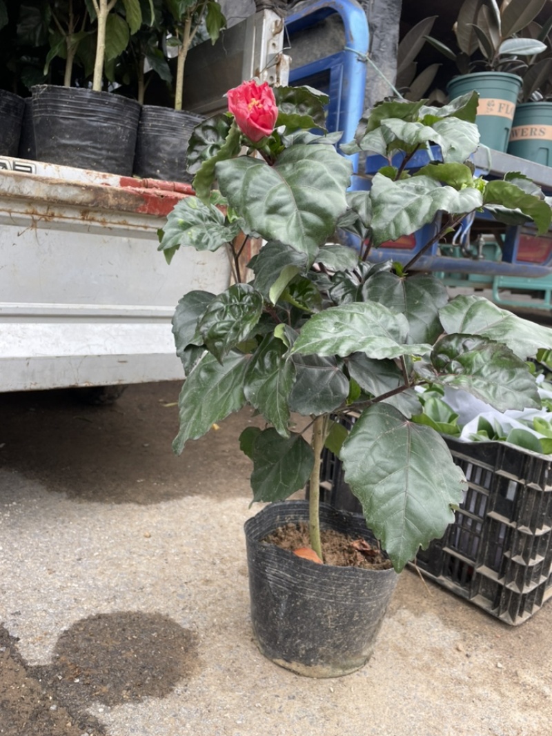 芙蓉牡丹