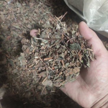 鱼腥草中药材中草药干净无杂质量大从优