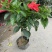 芙蓉牡丹
