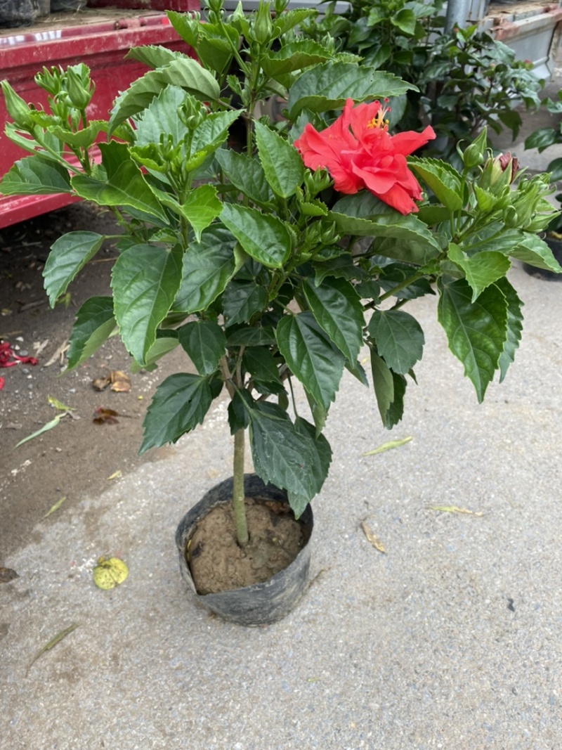 芙蓉牡丹