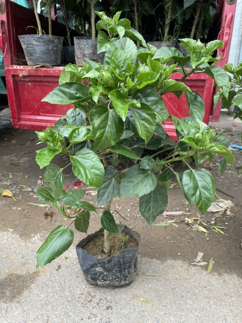 芙蓉牡丹