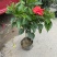芙蓉牡丹
