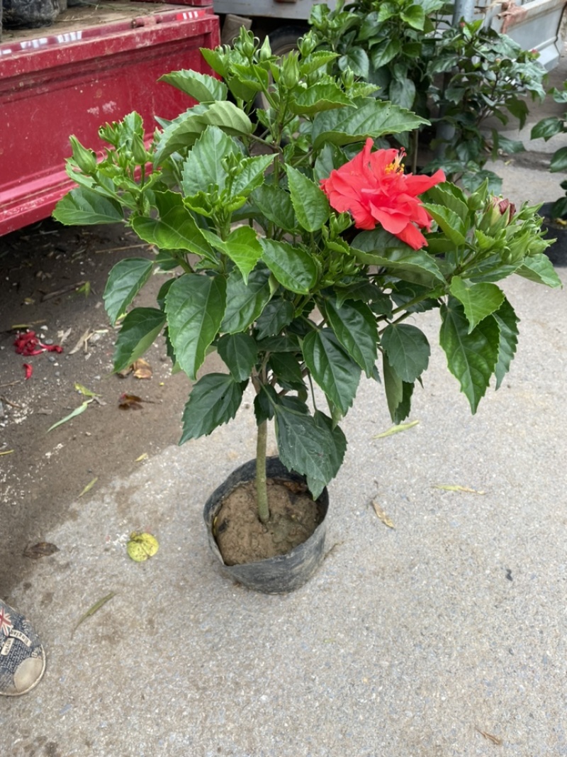芙蓉牡丹