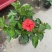 芙蓉牡丹
