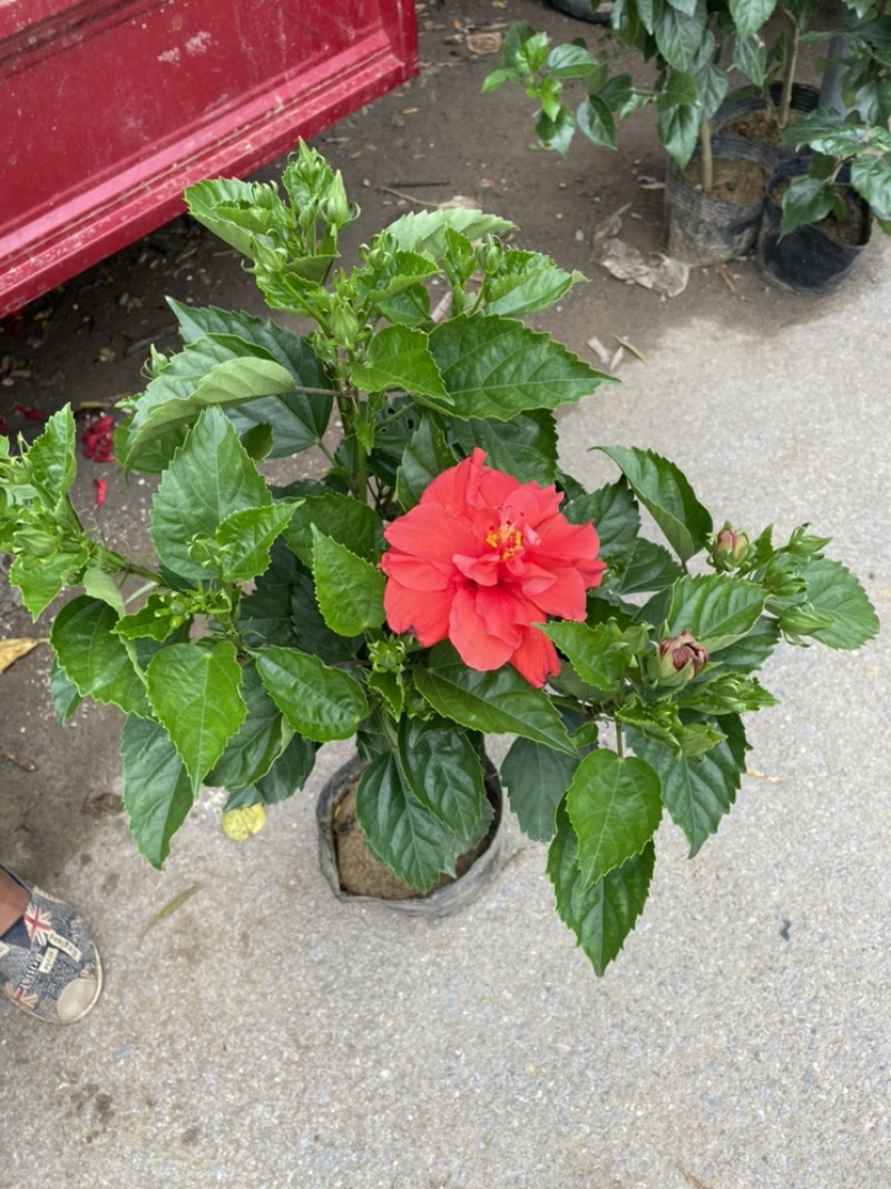 芙蓉牡丹