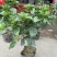芙蓉牡丹