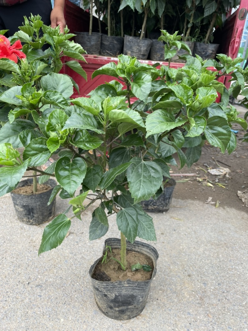 芙蓉牡丹