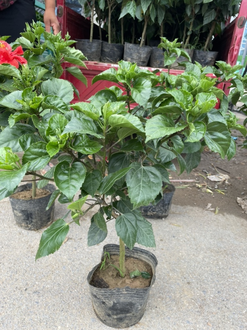 芙蓉牡丹