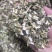 益母草干货益母草坤草中药材草药量大从优
