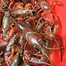 养殖场静养塘精品小龙虾，养殖场直销，死亡包赔，全国发货。