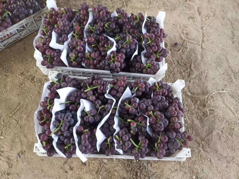 藤稔乒乓球葡萄大量上市已经全红原产地发货山东水果之乡
