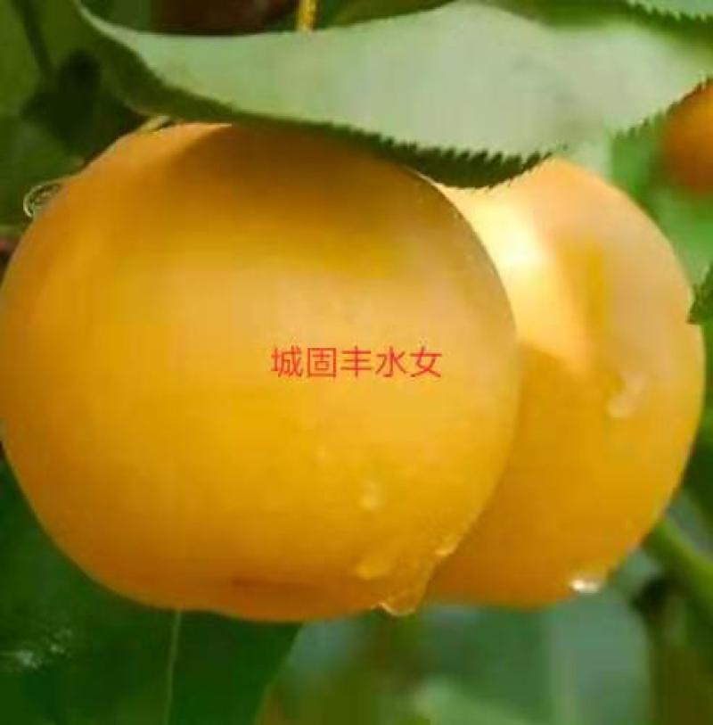 汉中丰水梨黄金梨套袋日供3O万斤】自产自销代发全国现货